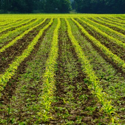 Field Crops