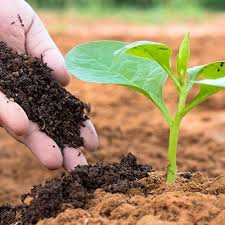 Organic Fertilizers